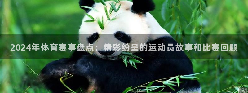 2024年体育赛事盘点：精彩纷呈的运动员故事和比赛回顾